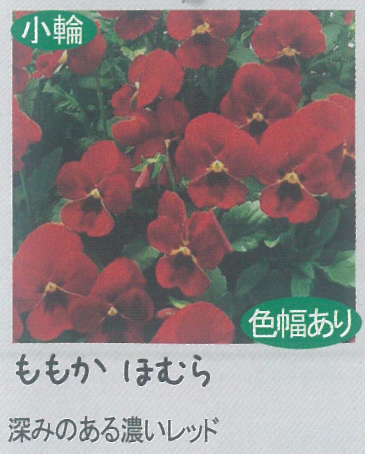 【先行予約商品】【産直】【送料1/2】ビオラ ももか ほむら 3.5号24入り